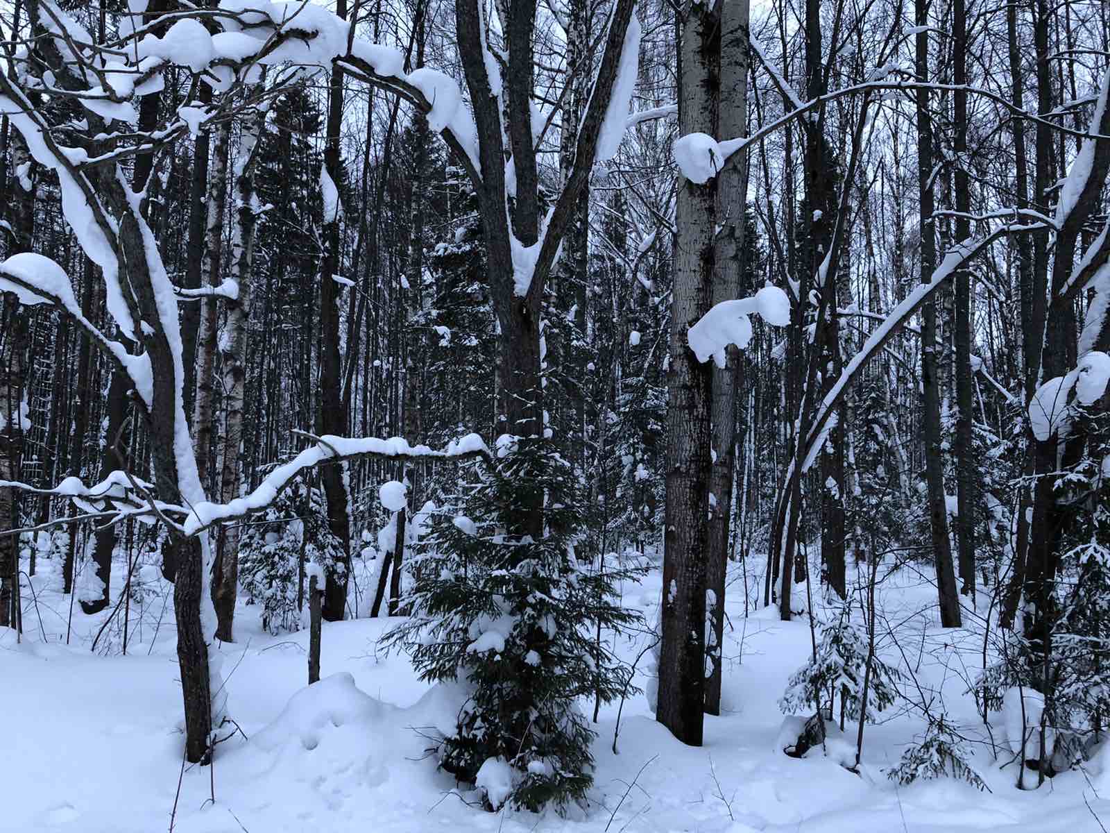 Казанцева Анастасия Николаевна